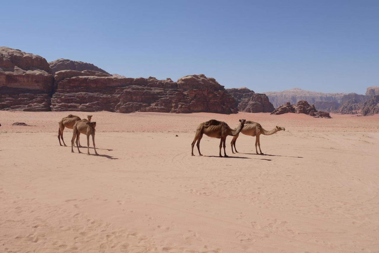 فندق وادي رمفي  Caravan Station Camp المظهر الخارجي الصورة